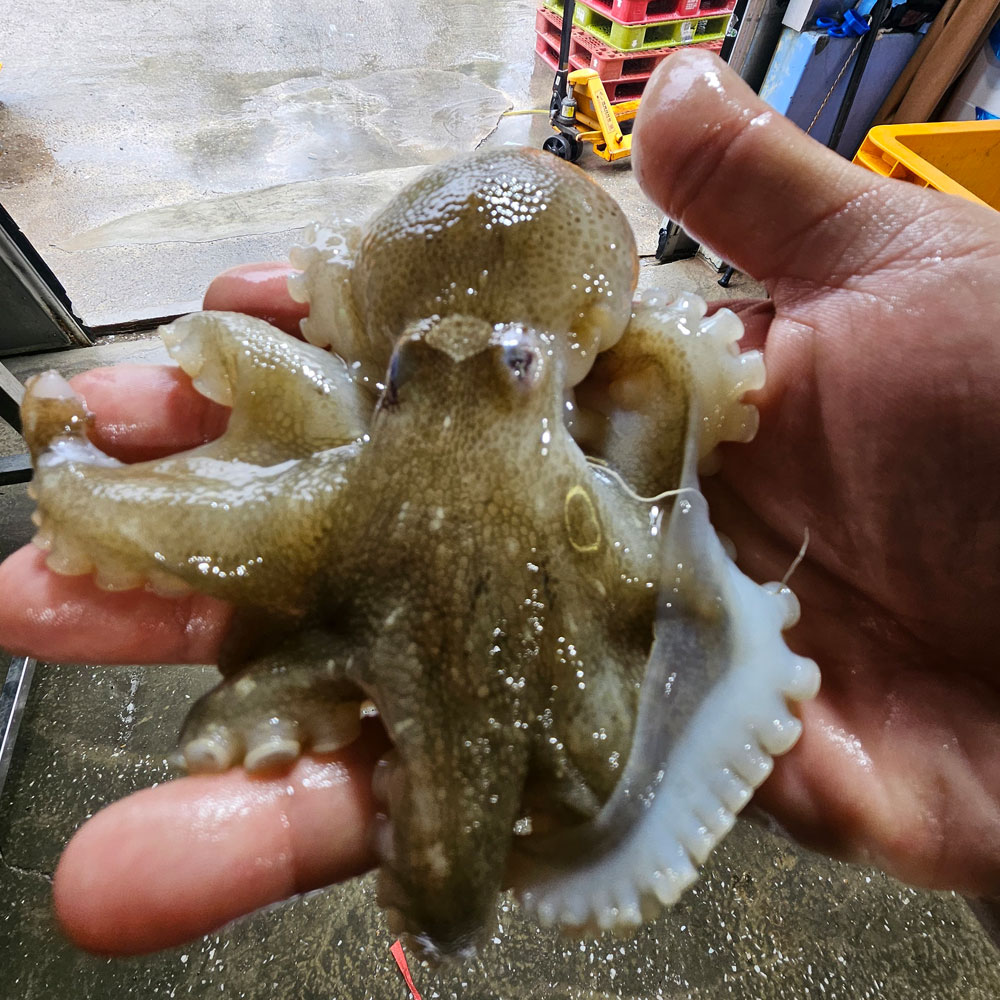 서해안 알배기 활쭈꾸미 생물 산지직송, 1개, 1kg 44,900원