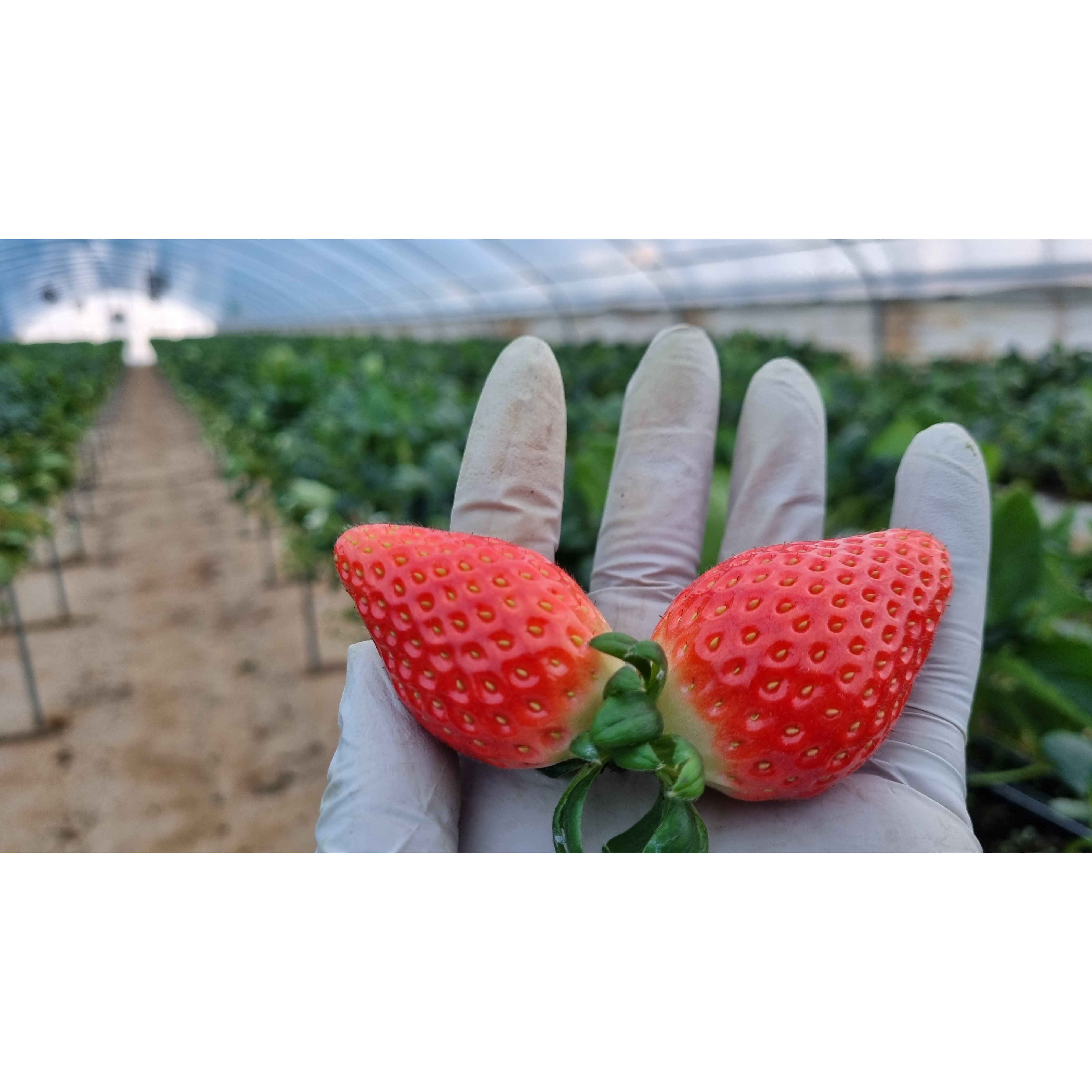 논산 설향특 딸기 새벽당일 수확 350g 13,900원, 1개, 설향 딸기 한입과 350g 15-20과 13,500원