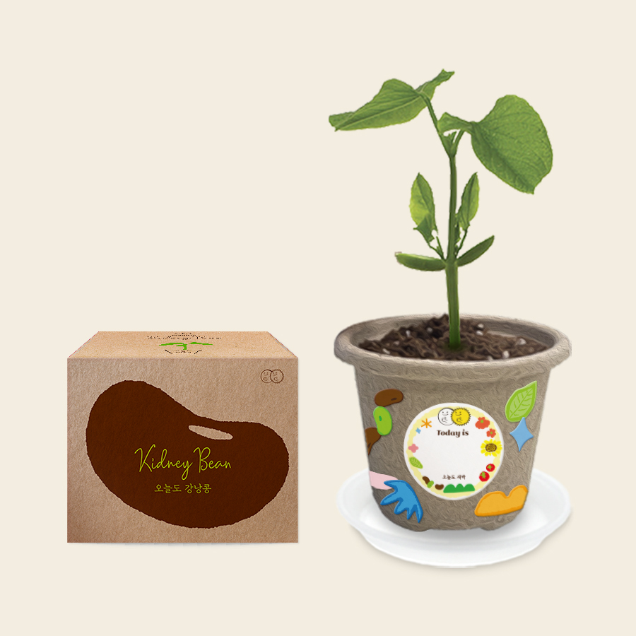 오늘도새싹 크라프트 식물키우기 4종, 48개 168,000원
