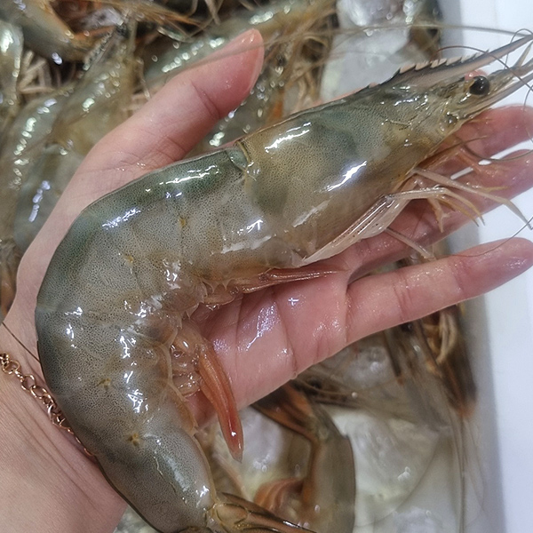 국내산 자연산 제철 암대하 특대하 사이즈 55,900원