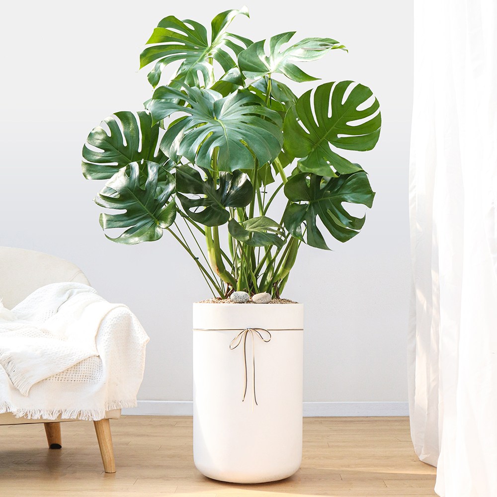 드셀플라워 금전수 돈나무 개업 화분 집들이 선물 승진 사무실 이전 병원 개원 식당 개업식 축하 화분 배달 당일배송 75,000원