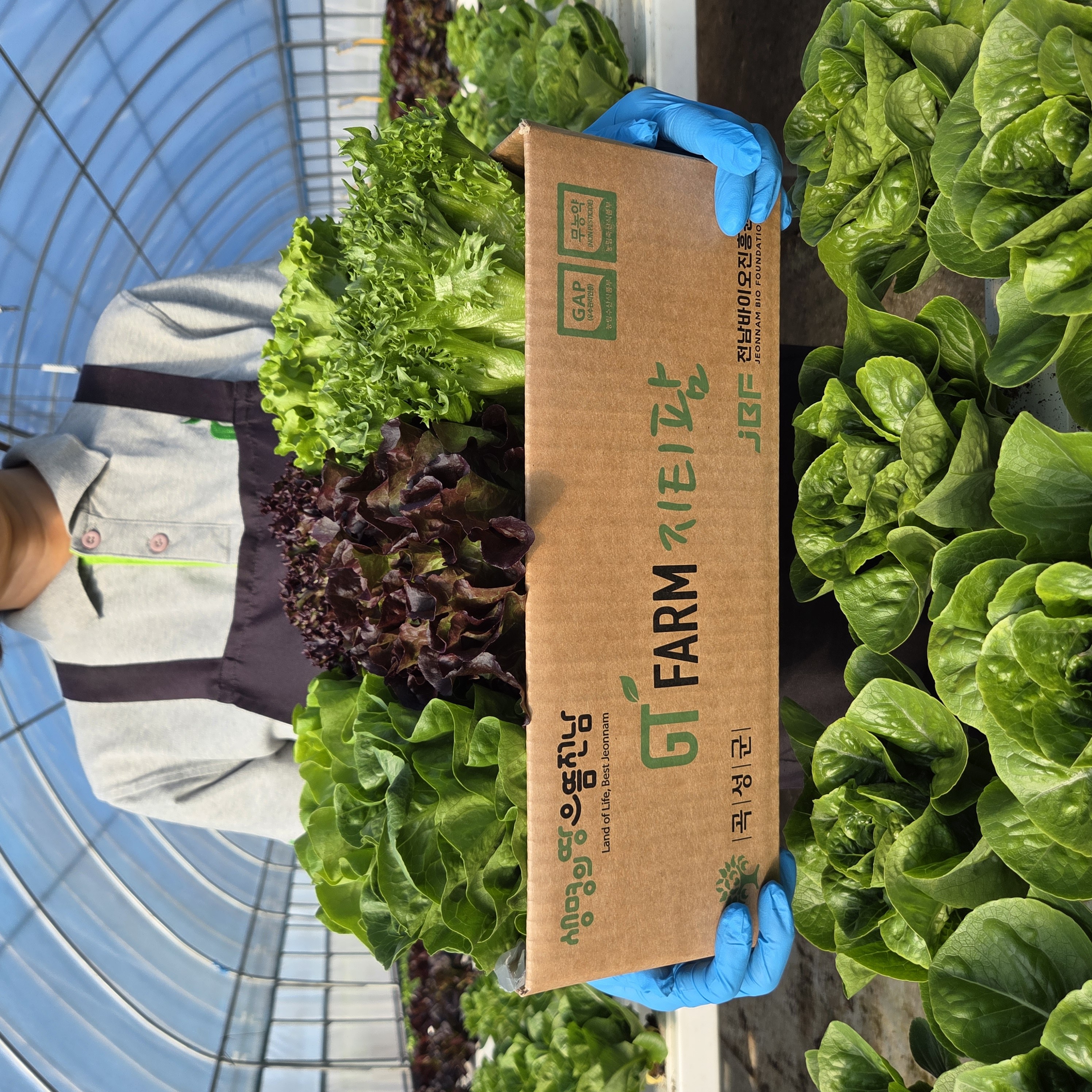 지티팜 무농약 유럽상추 유러피안 샐러드 채소 모듬쌈 1kg 버터헤드 크리스탈 로메인 바타비아 오크리프, 1kg, 1박스 10,900원