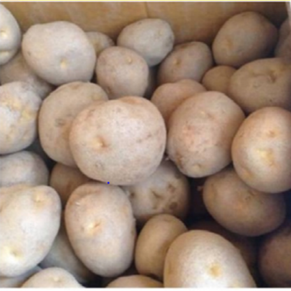 씨감자 정품 두백 10kg 보급형 /두백감자/두백씨감자/보급종/강원씨감자 30,930원