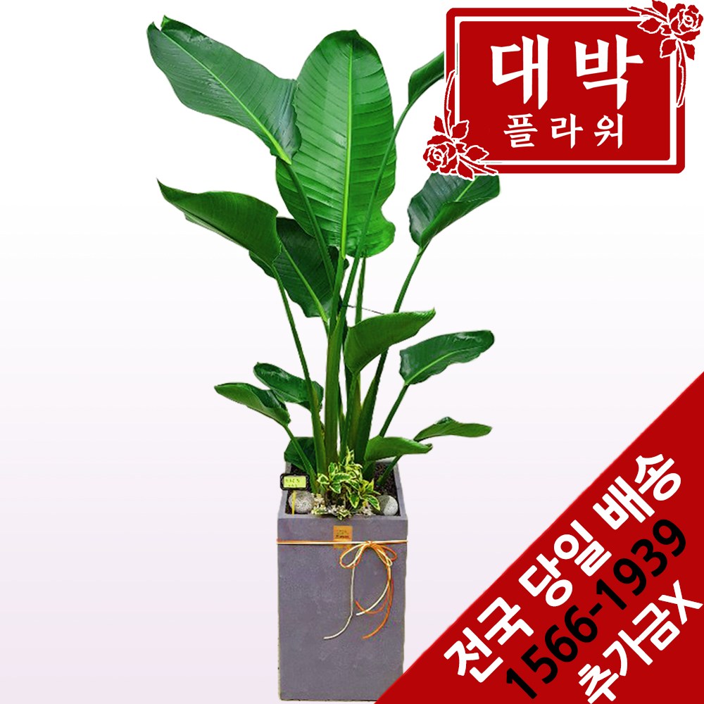 대박플라워 극락조(여인초) 개업화분 집들이 인테리어 공기정화식물 관엽식물 꽃배달 118,600원