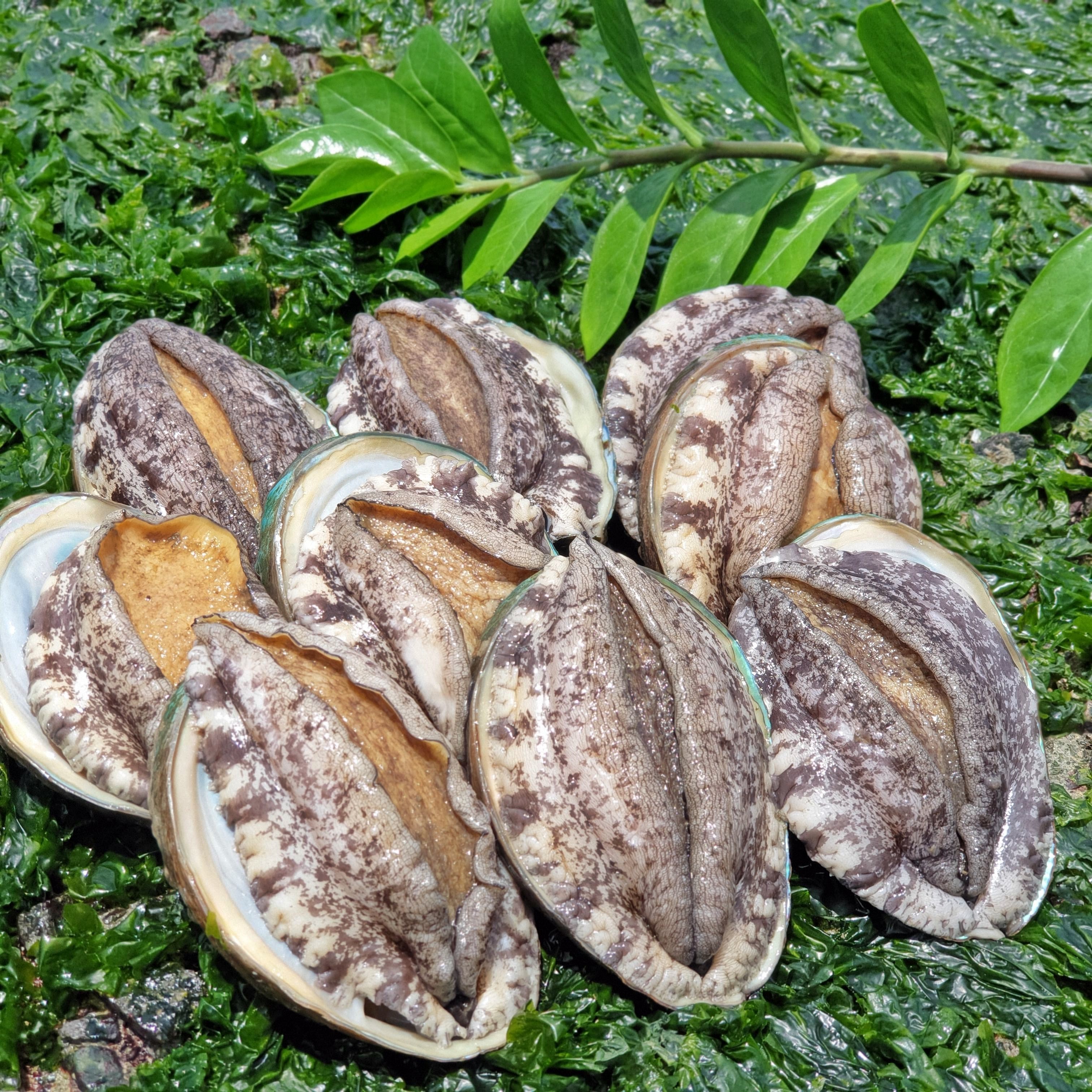 [한국소비자평가 우수선정] 특대전복 8-9미 1kg 1.5kg 2kg _건미역 세척솔, 1개, 1kg(8-9마리 마리당 110~120g 이상)) 35,000원