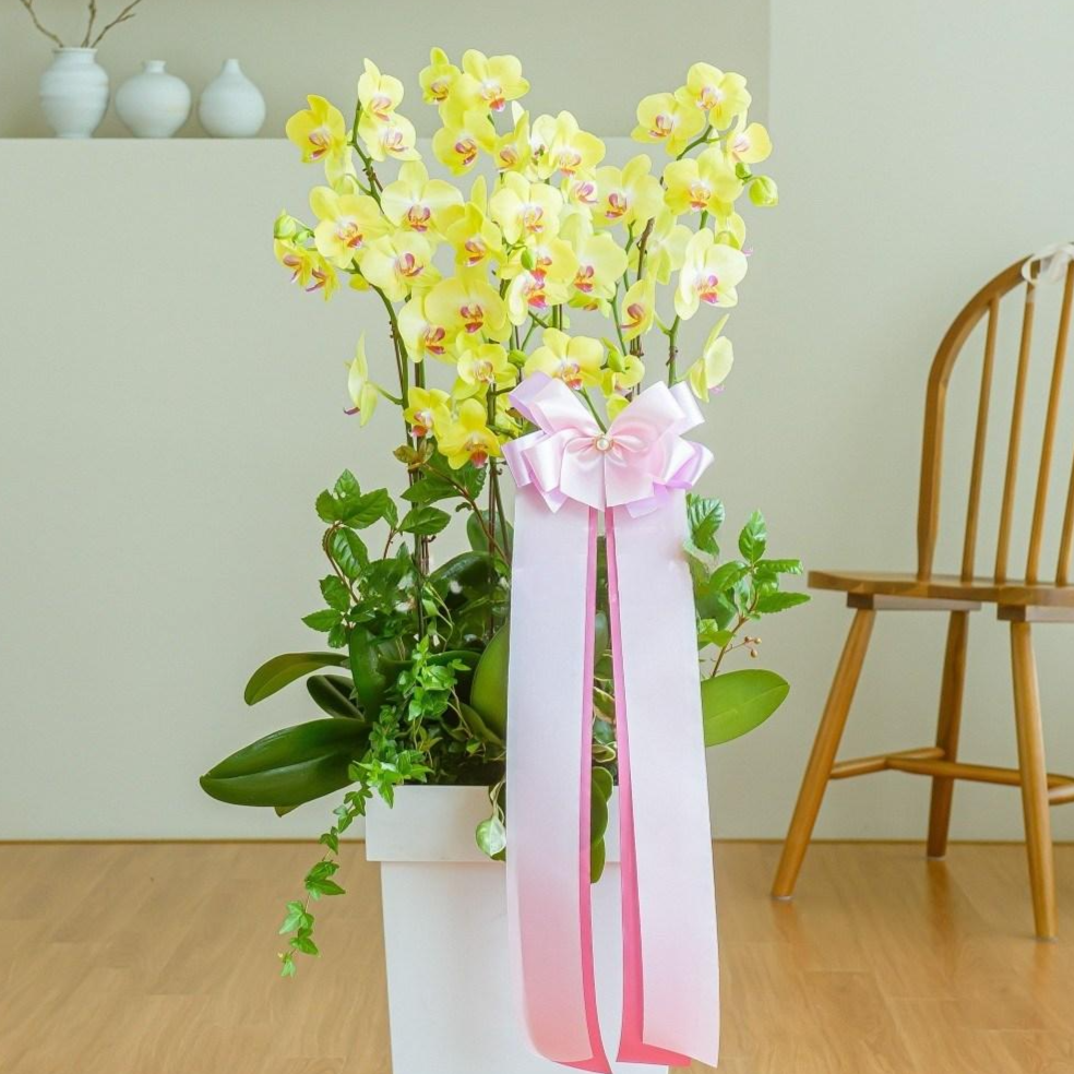 플라워픽 고급 선셋 호접란 바닥용 전국배송 개원 개업 축하난 승진 영전화분 인사이동 생신축하, 1개 135,000원