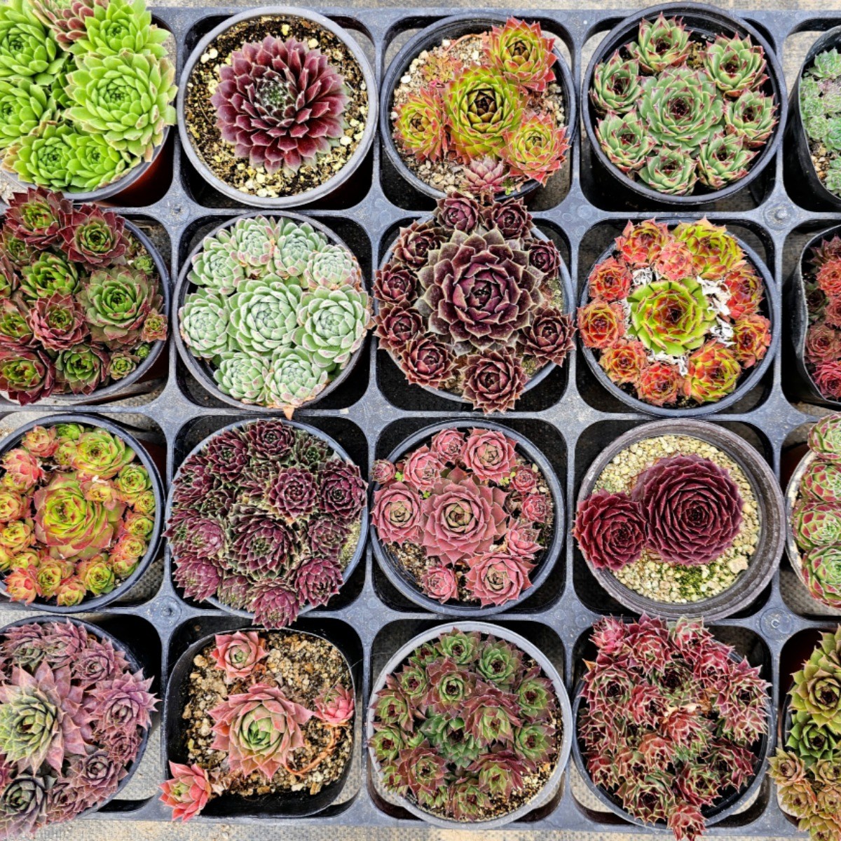 특가 추천 바위솔20종세트 시리즈 01번/트레이 1판 / 월동 다육 /야생다육 / 꽃과정원이야기, 1개 48,900원