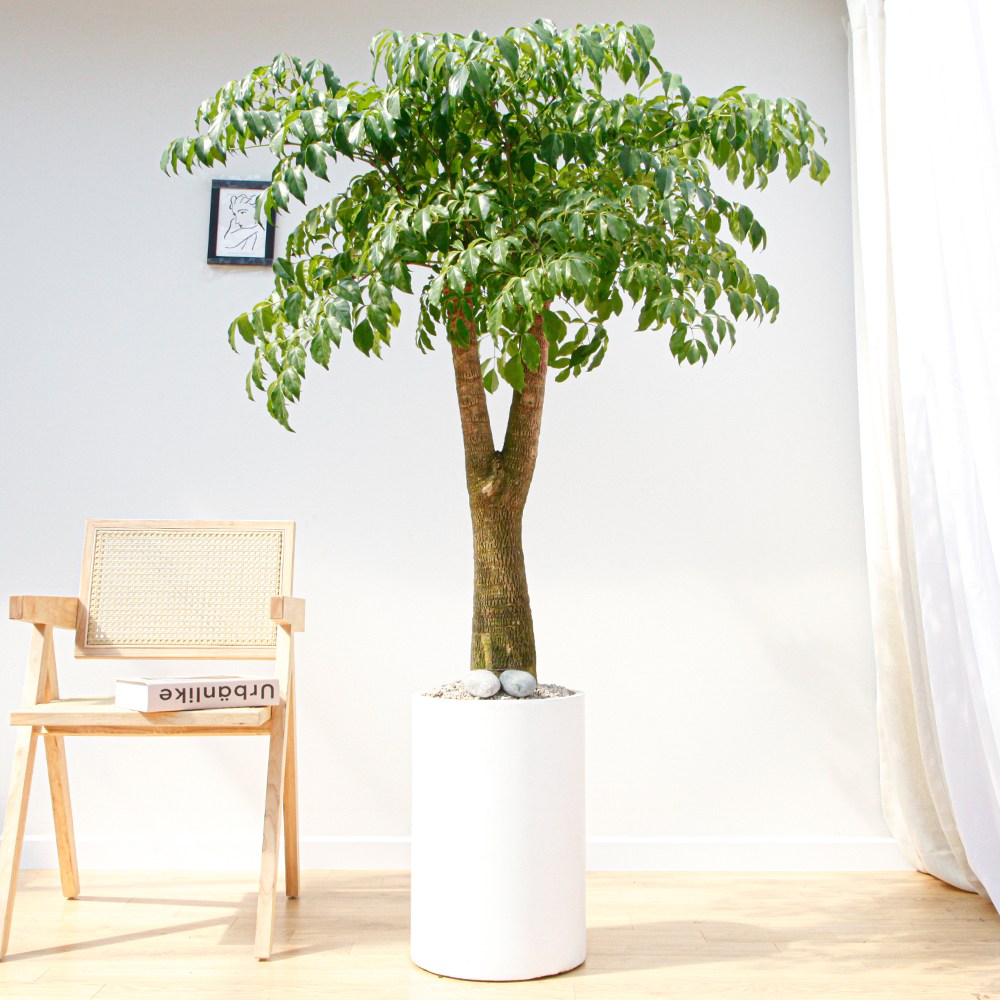 드셀플라워 금전수 돈나무 개업 화분 집들이 선물 승진 사무실 이전 병원 개원 식당 개업식 축하 화분 배달 당일배송 76.특대형_해피트리 흰색원형 경량화분 149,000원