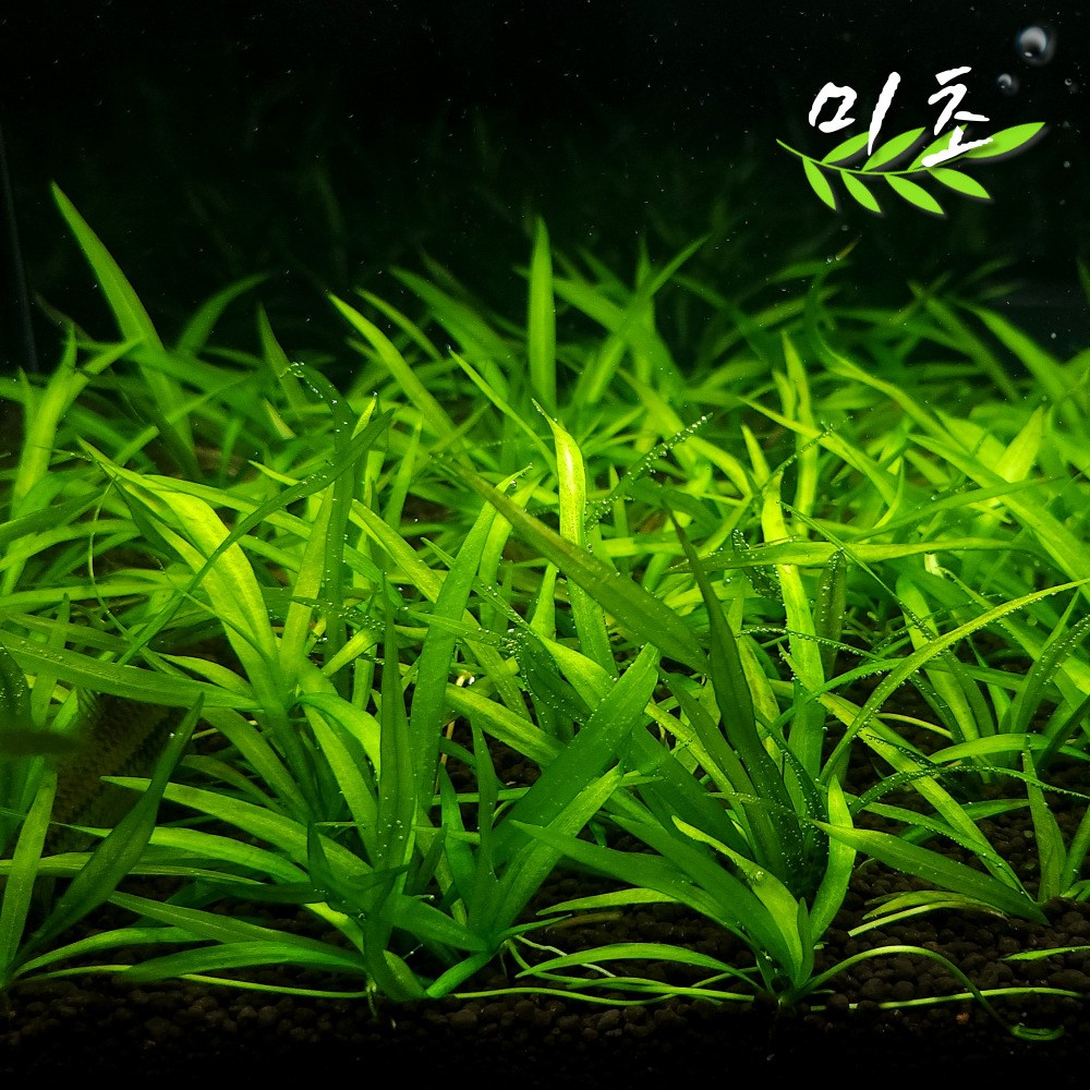 [미초] 헤란티움 쿼드리코스타투스 5뿌리 / 전경 수초 / 중경 수초 / 레이아웃 / 어항 수초 11,800원
