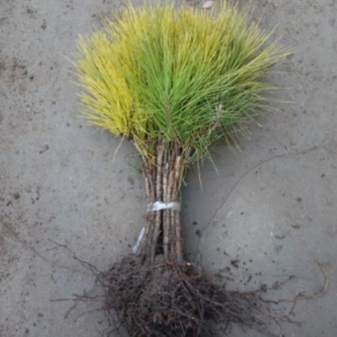 (나무농장) 황금소나무 접목1년생 7,000원