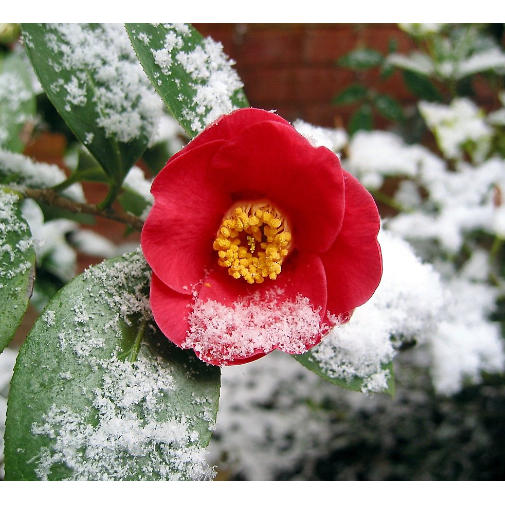 틔움&해찬농원 동백나무 분묘 동백꽃 서향나무 겨울꽃나무 80cm 36,810원