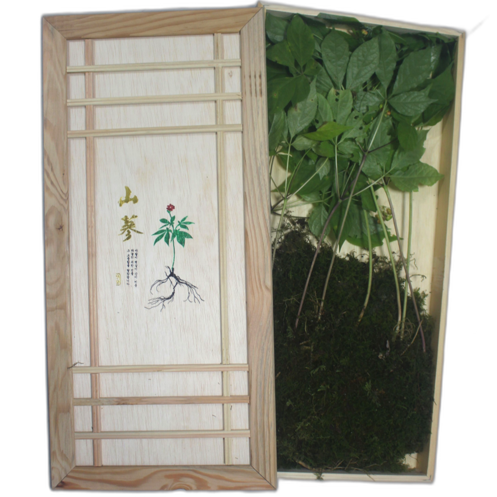 자연삶 15년근 강원도 산삼 산양삼 산양산삼, 20g, 3개 99,000원