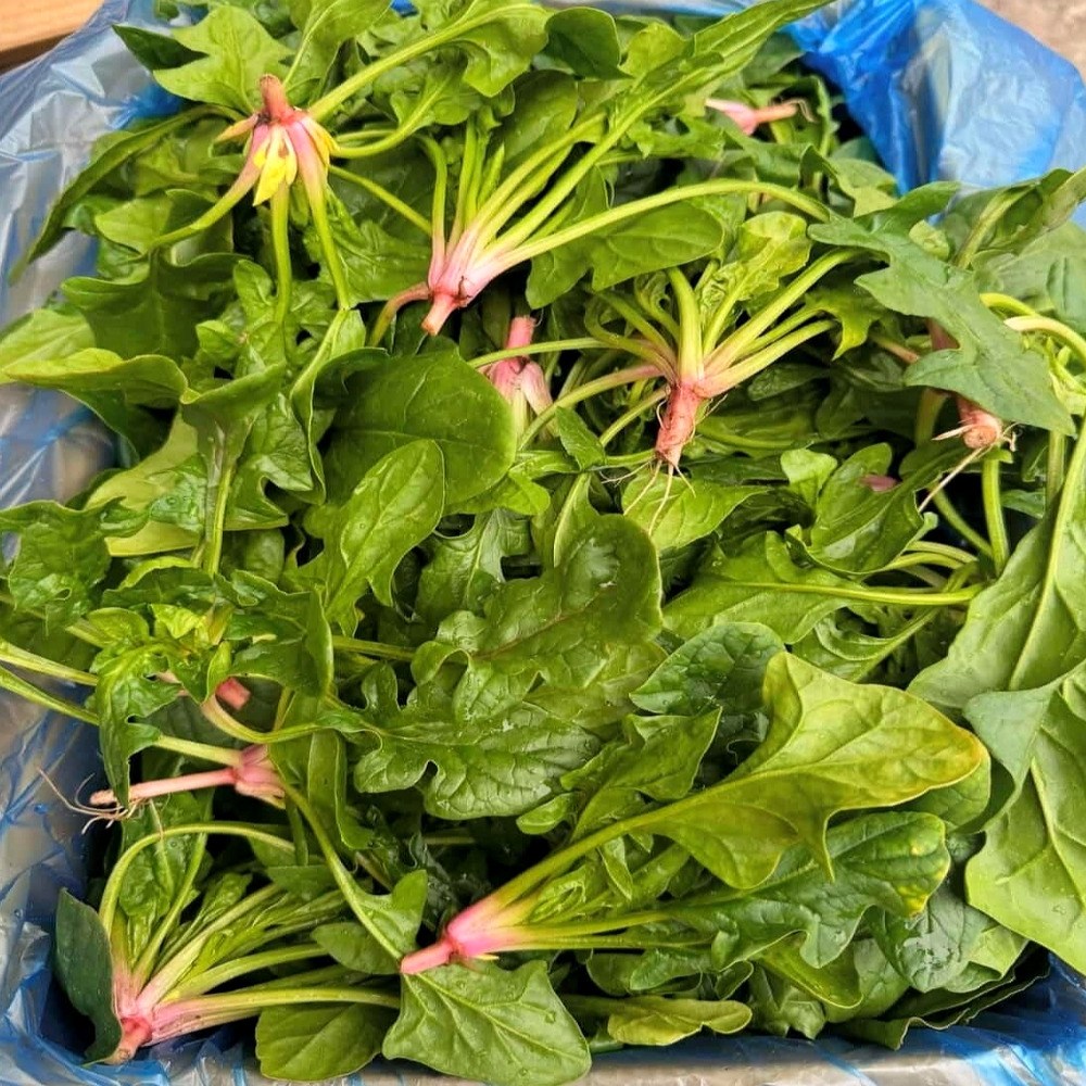 이른밭 국내산 섬초 남해 시금치, 1kg, 1개 18,900원