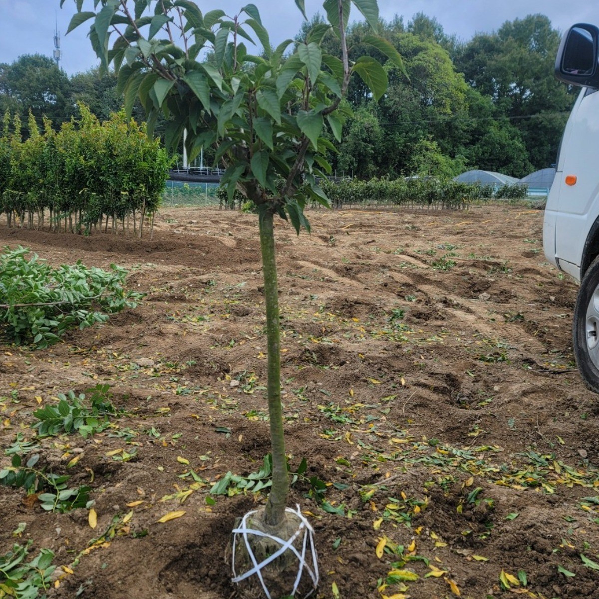 일심묘목농원 겹벚나무 3년생 개화주 분묘 29,000원