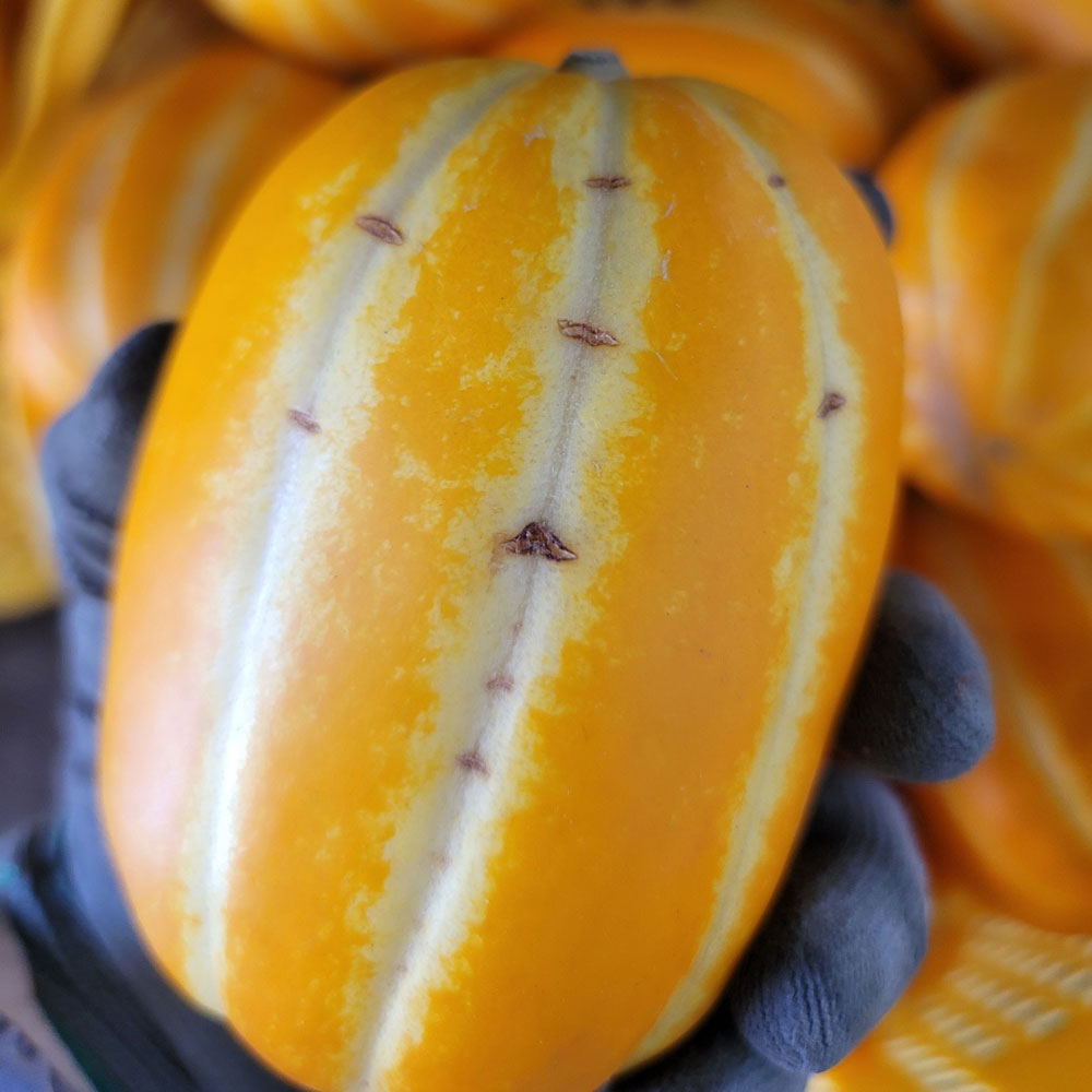 성주 꿀 참외 산지직송 당도선별 가정용, 5kg(대과), 1개 39,900원