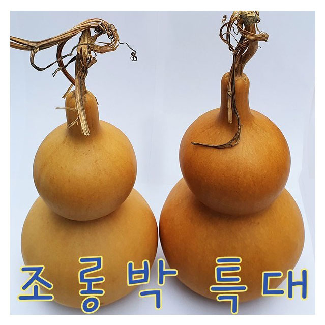 IQPLUS 조롱박 특대 1개 20,000원