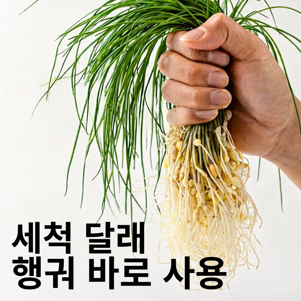 세척 달래 경상북도 노지 달래 봄 제철 달래, 1박스, 세척 달래 2kg [넉넉한 양] 45,900원