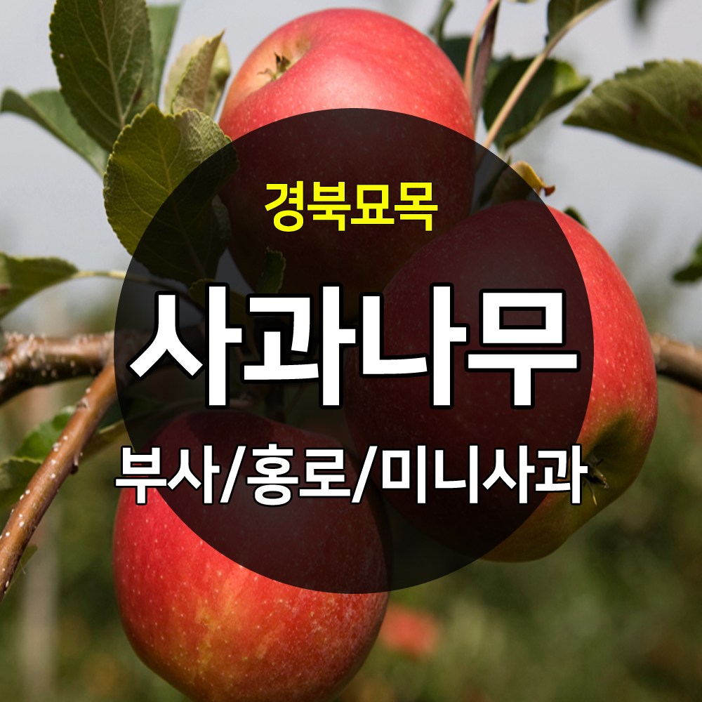 우수한 품종의 나무묘목 유실수 과실수 약용수 조경수 판매중, 1개, 묘목 22,000원