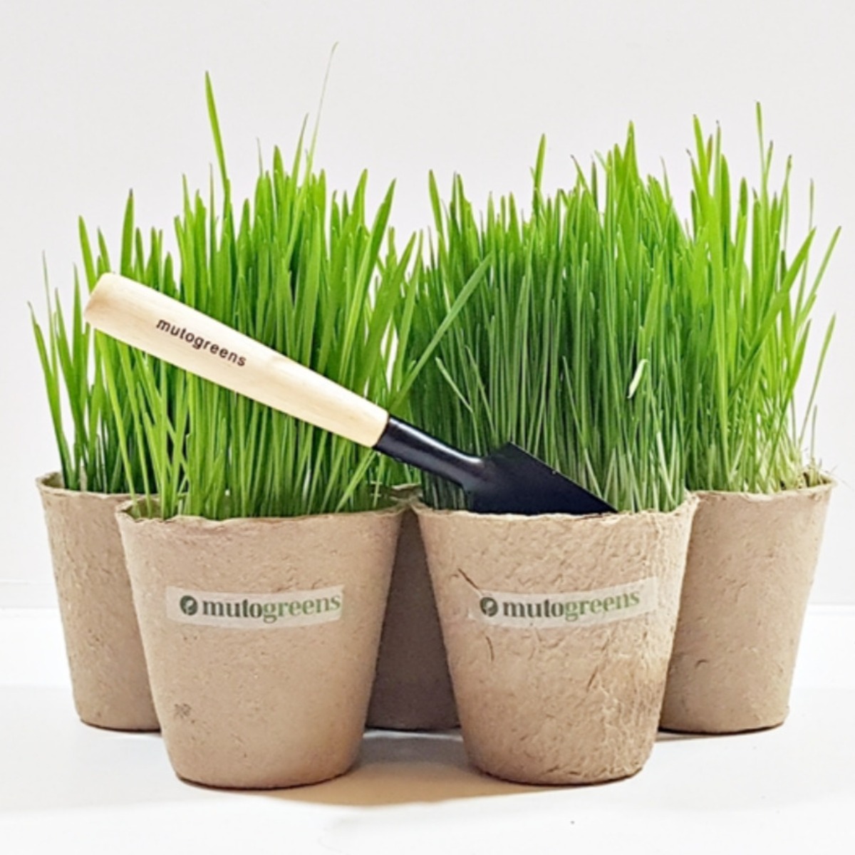 뮤토그린스 에코 재배키트 캣그라스 5P 13,200원