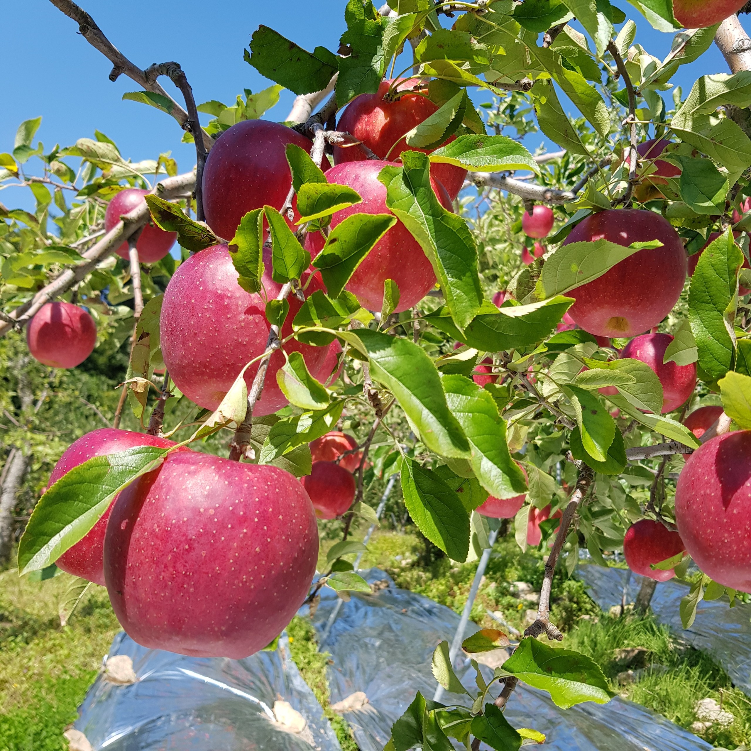 [한아름마켓] 문경 꿀사과 고랭지 부사 감홍 홍로사과 46,800원