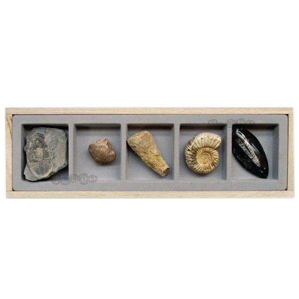 한솔 화석-동물화석표본 5종 암석 표본 과학실험 재료 55,000원