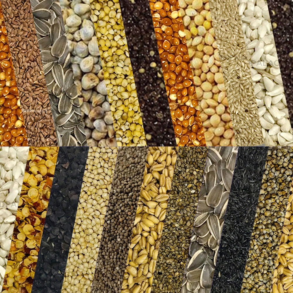 앵무새 모이 물세척 청결한 개별알곡 카나리아씨드 적기장 백기장 들깨 해바라기씨, 1개, 500g 12,800원