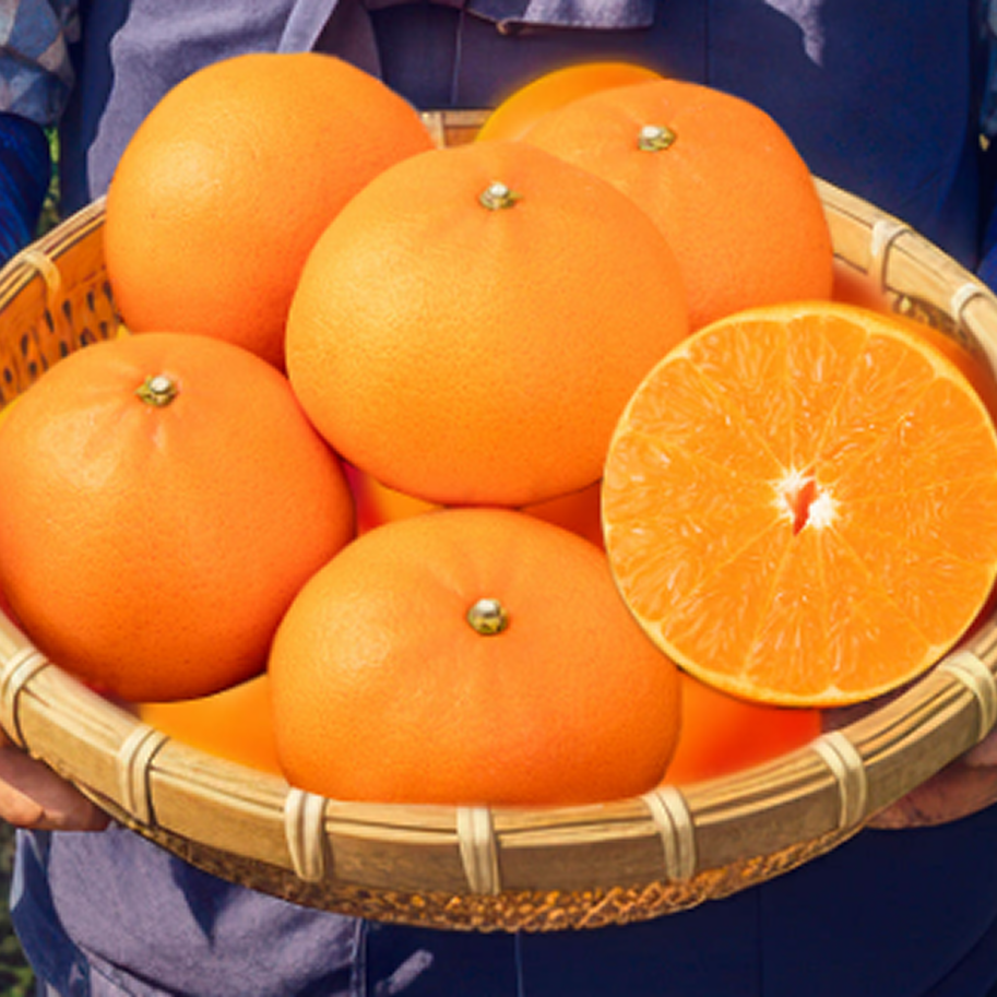 [한정특가] 당도선별 특품 초고당도 제주 천혜향 13,930원