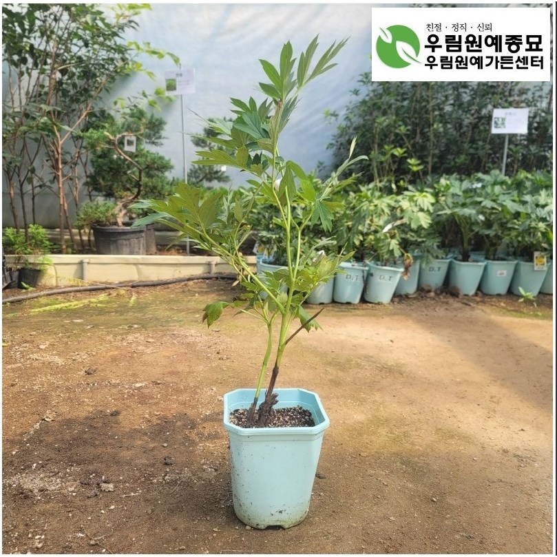 겹꽃작약 [ 이토바츠젤라 / 화분 ] 무료배송 [ 우림원예가든센터 ] [우림원예종묘] 28,210원