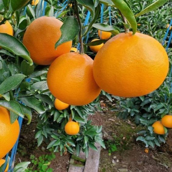 [전국 최저가] 15brix 고당도 천혜향, 1박스, 10kg 중대과 75,520원