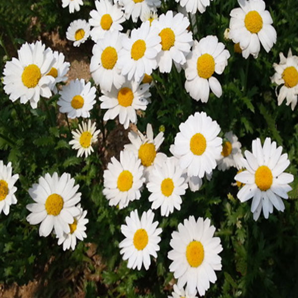 지엘파크 꽃씨 샤스타데이지씨앗1kg-약40평분량 여러해살이 개화기 5~7월 47,300원