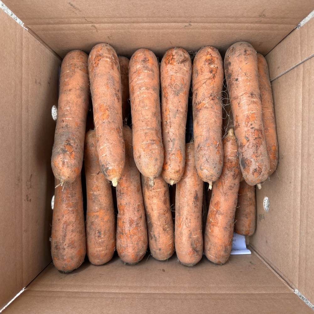 [산지직송] 제주 구좌 흙 당근 세척 당근 11,000원