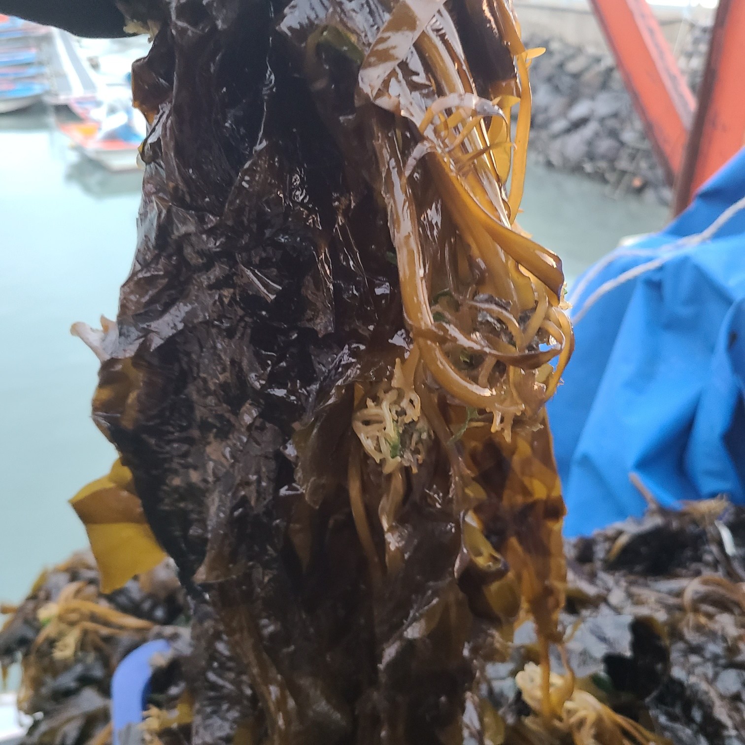 초록수산 완도산 물미역 생미역 2kg, 물미역 4kg, 1개 18,900원