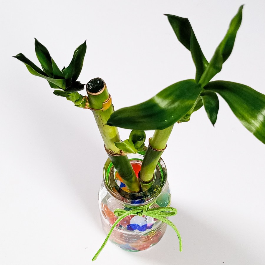 pa25 개운죽 공기정화식물 만들기키트 소형5인용 중형5인용 27,000원