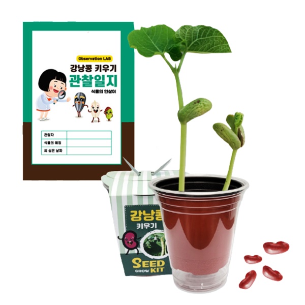 강낭콩 키우기 관찰지포함 키트 초등학교 식물의 한살이 키우기 과학교구 16,400원