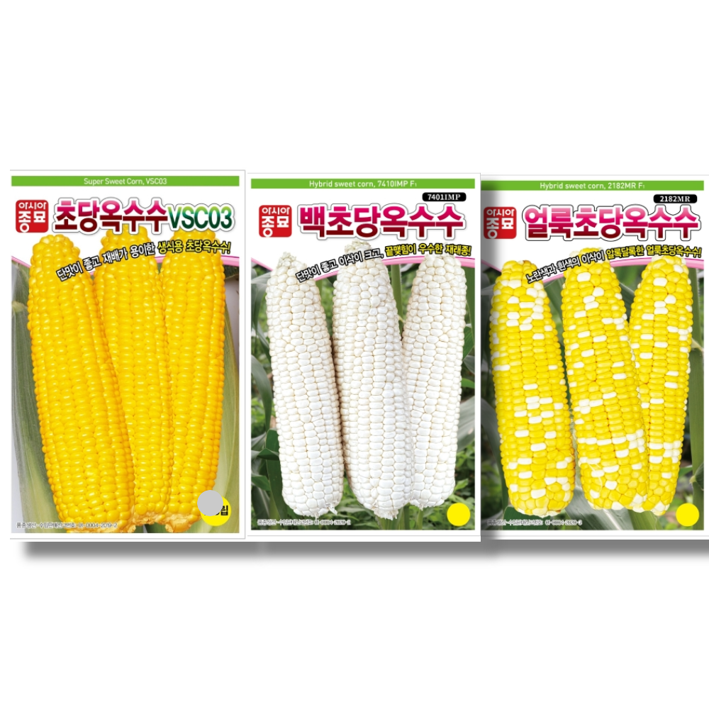 초당옥수수 씨앗 종자 대포장 3가지 백색 얼룩색 2000립 80,000원