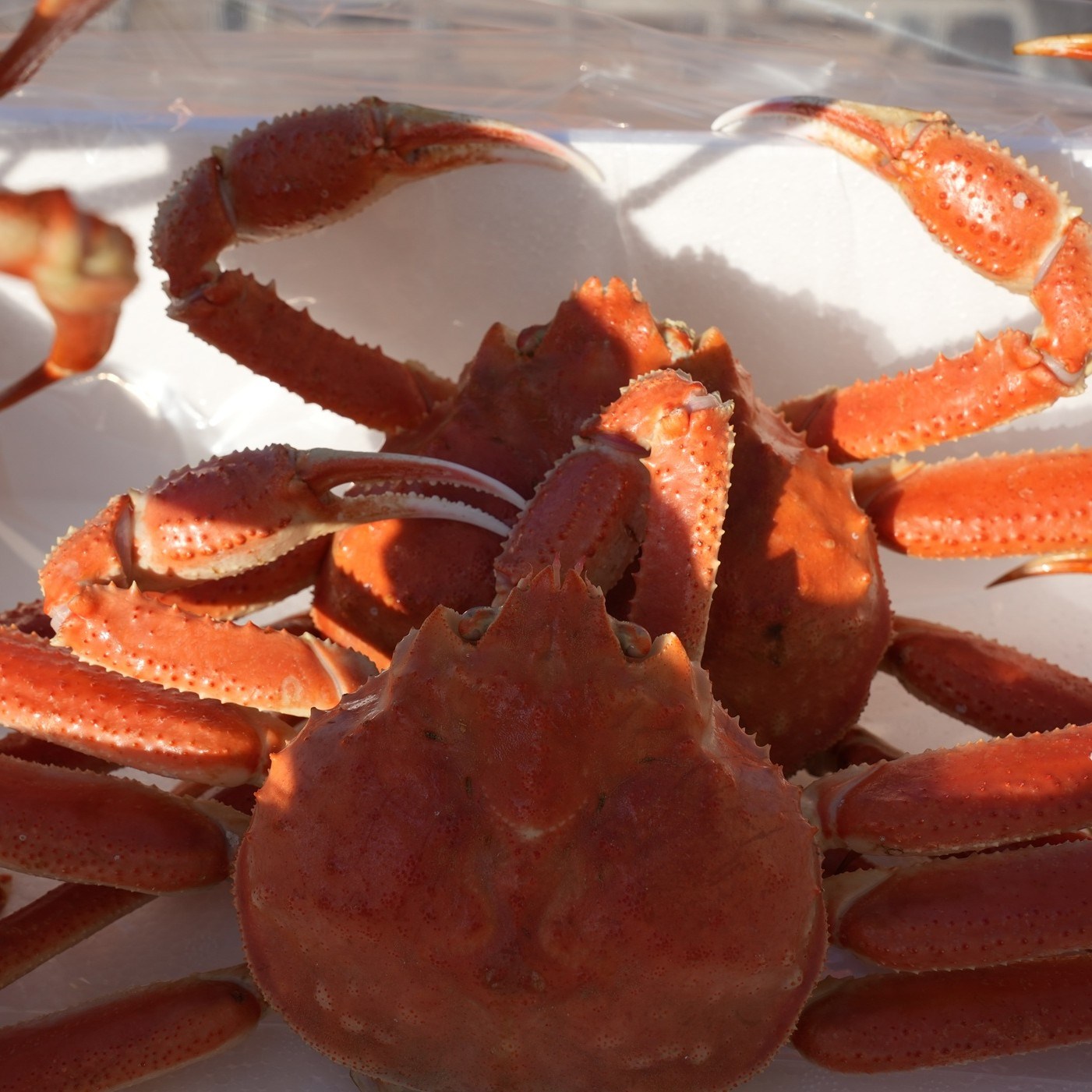 실패없는 킹대게 북해도대게 1.5kg내외 3미, 1박스, 1.5kg내외(3마리) 88,300원