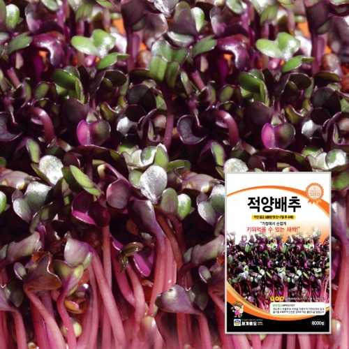 새싹 적양배추 1kg / 새싹 씨앗 종자 텃밭키우기 채소키우기 50,000원