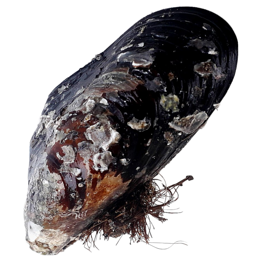 영롱한수산 제철 생물 자연산 대왕 홍합 1kg (섭/담치) (5미-8미) 18,900원