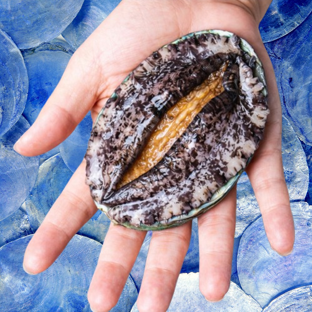 요리용으로 딱 좋은 크기 완도 활전복(대/100g내외), 1개, 2kg(19~20미) 64,900원