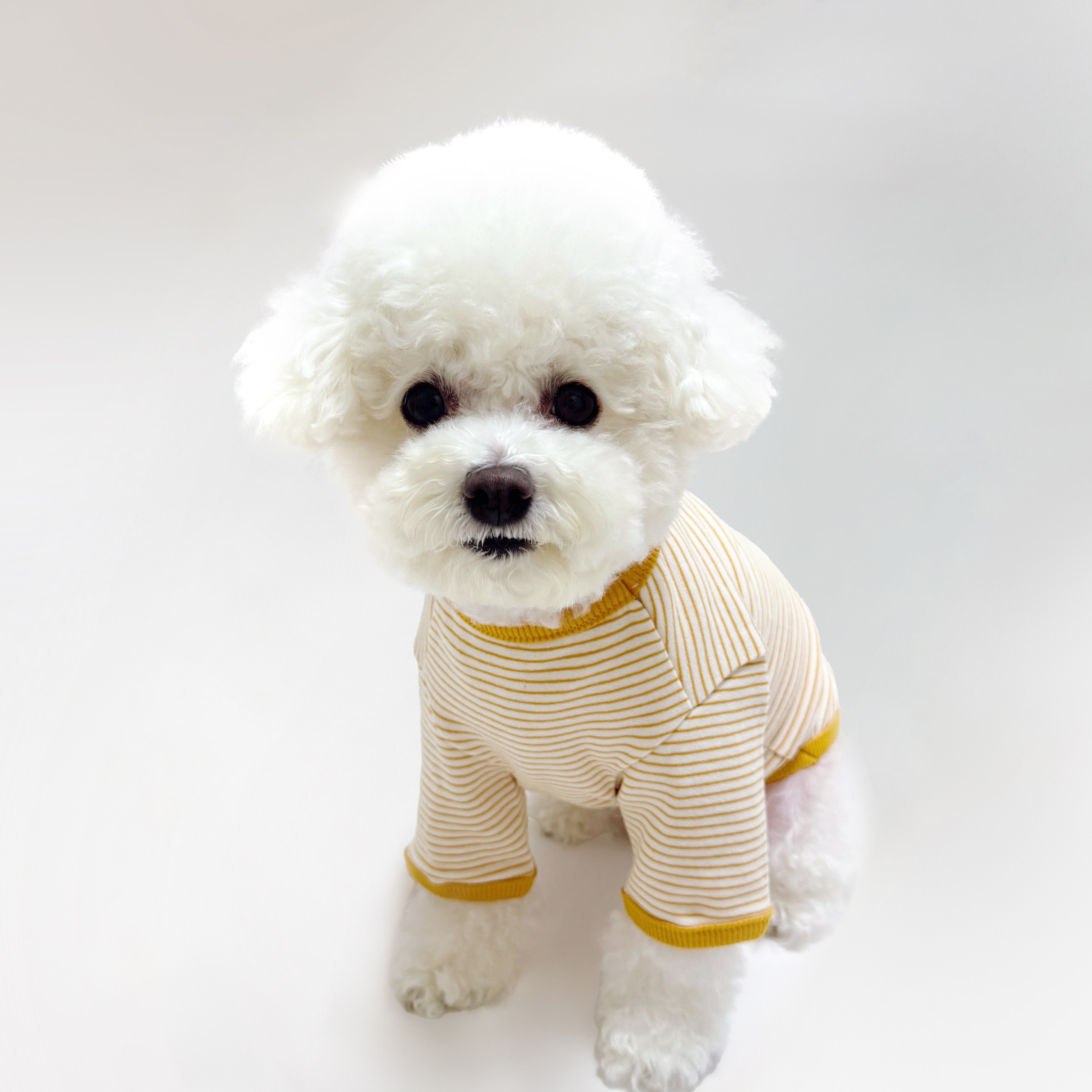 스타일독 강아지옷 미카 스트라이프 라운드 15,800원