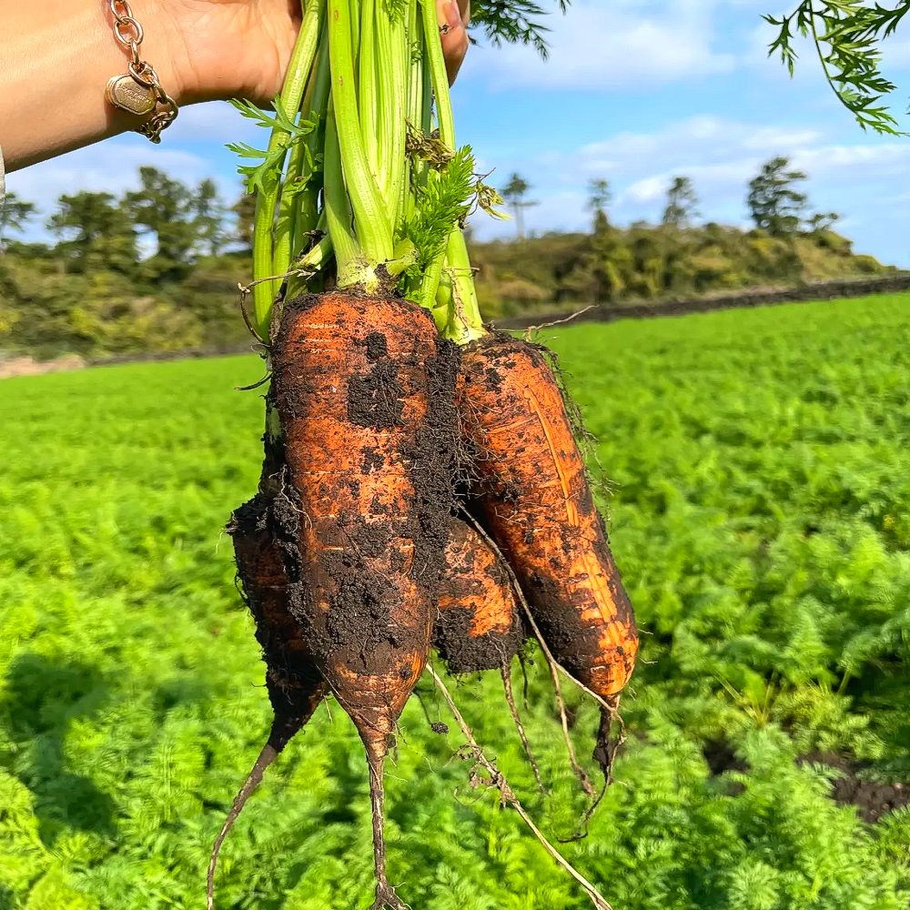 [농장직송] 당일수확 아삭아삭 신선한 제주도 구좌 당근 10,700원
