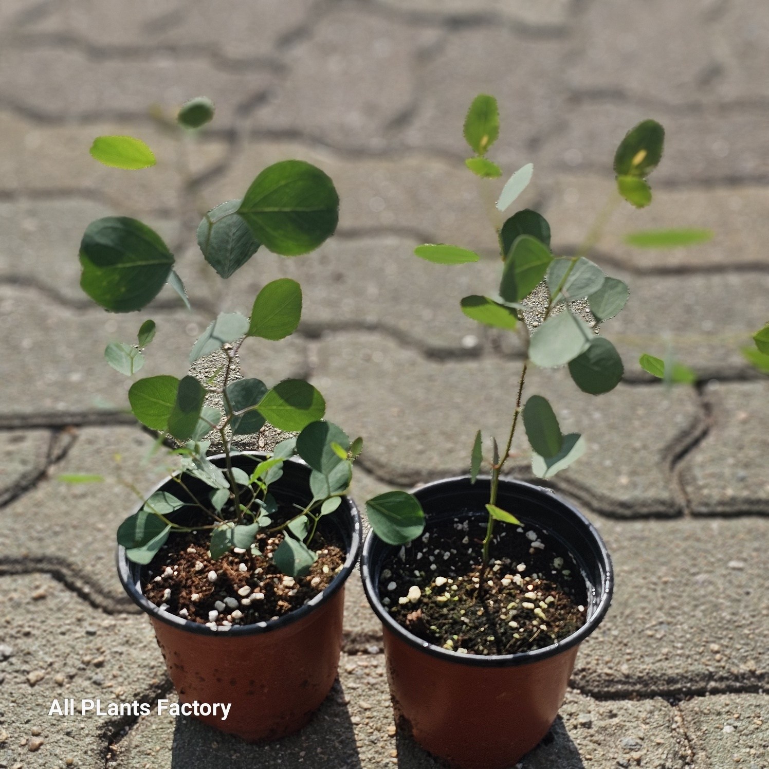 원플원 2개발송 유칼립투스 폴리안 비염에 좋은식물 소품 에이피플랜츠 7,920원