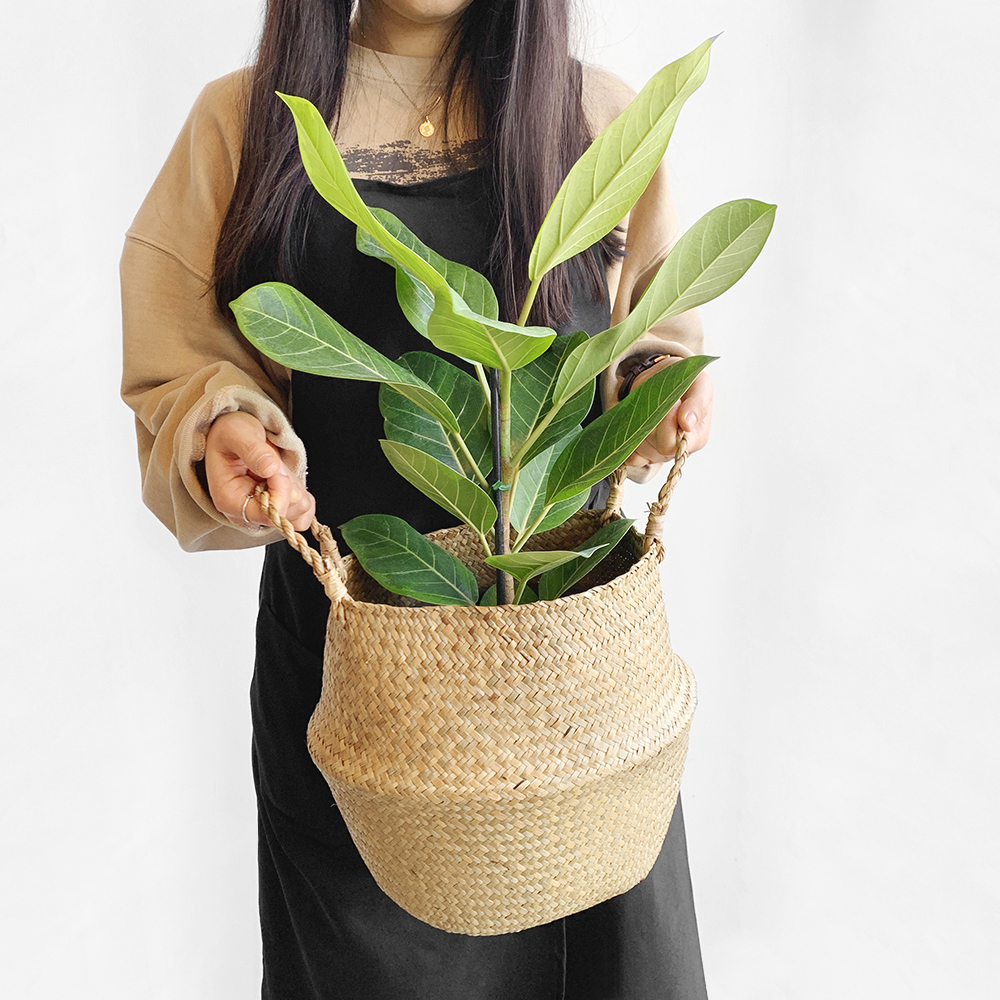 프레시가든 뱅갈 고무나무 + 해초바구니 세트, 혼합색상 25,900원
