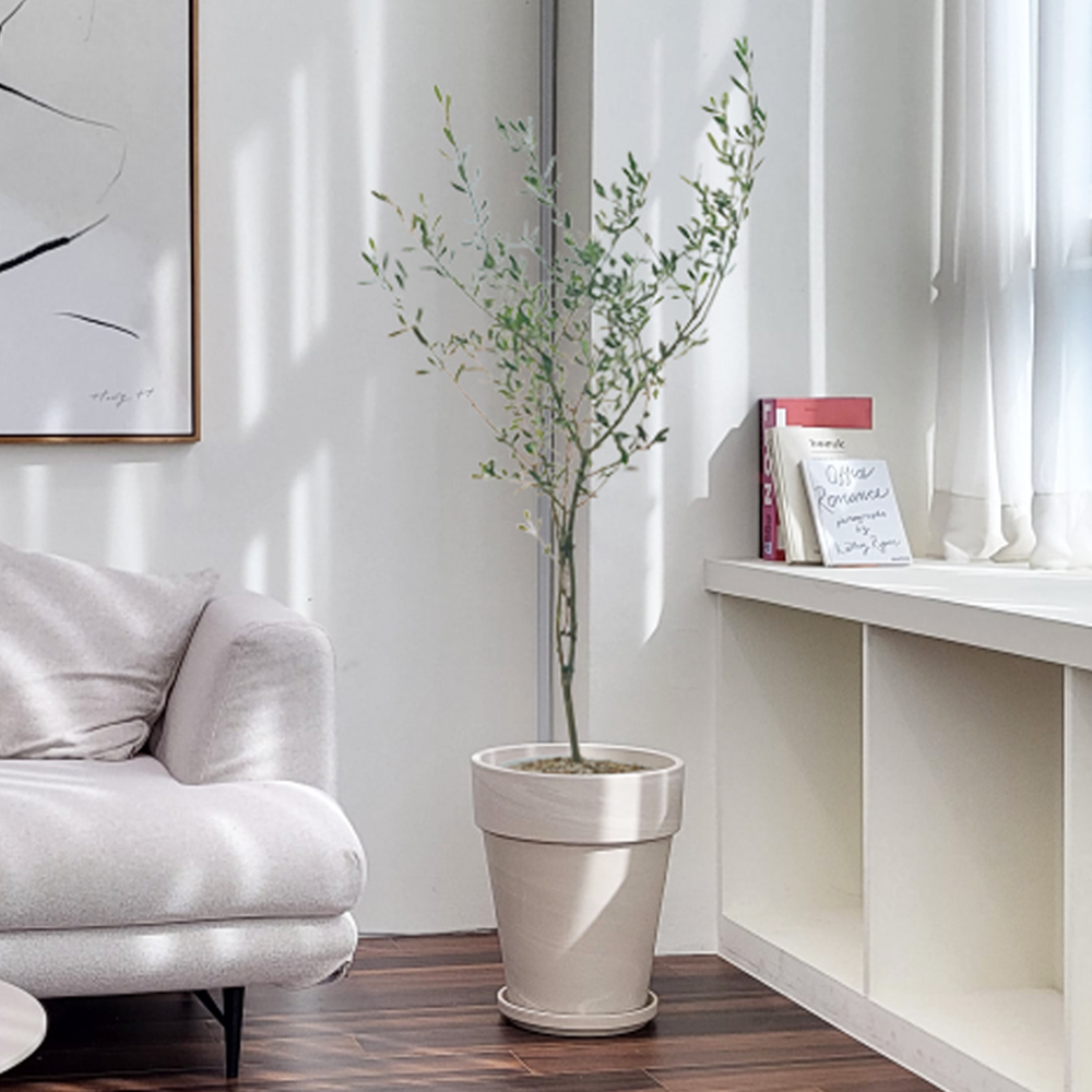 농원청년 크림토분 취임 영전 이직 승진 축하화분 실내 공기정화식물 사무실 카페 매장 공간 인테리어식물 거실화분 집들이 개업식 축하화환 여인초 금전수 뱅갈고무나무 아레카야자 행운목 179,000원