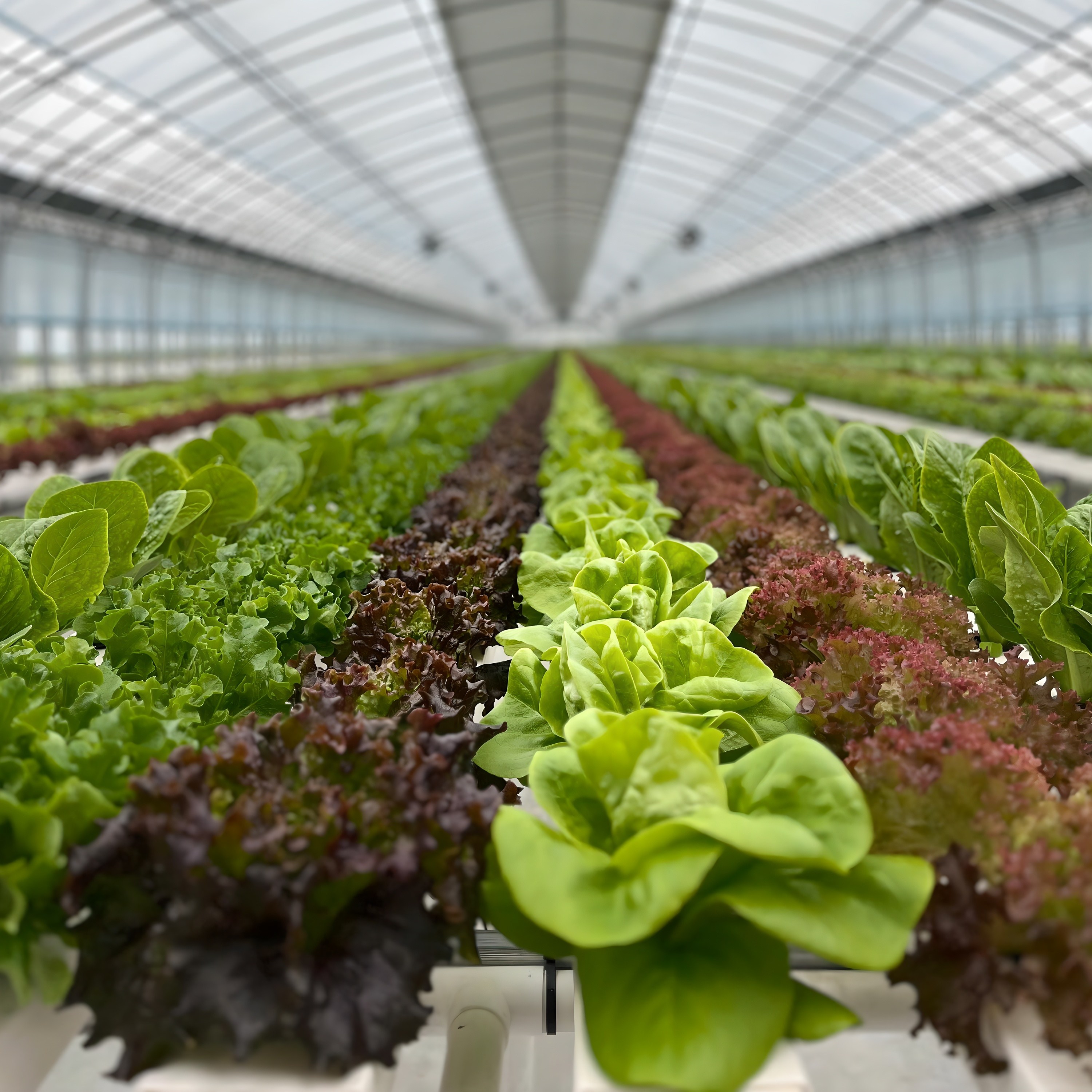 팜그루 유러피안샐러드 쌈채소1kg 로메인 버터헤드 유럽상추(하루40k한정), 1kg, 1박스 14,000원