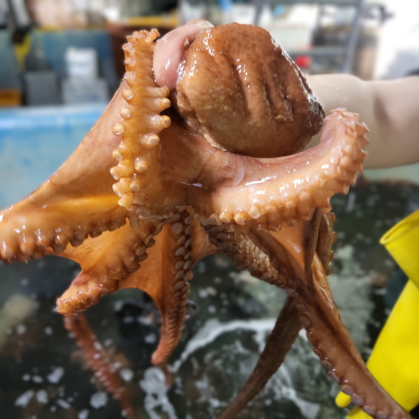 당일조업 국내산 남해안 통영 특품 자연산 활 돌문어, 1박스, 남해안 통영 자연산 활 돌문어 5kg 163,500원