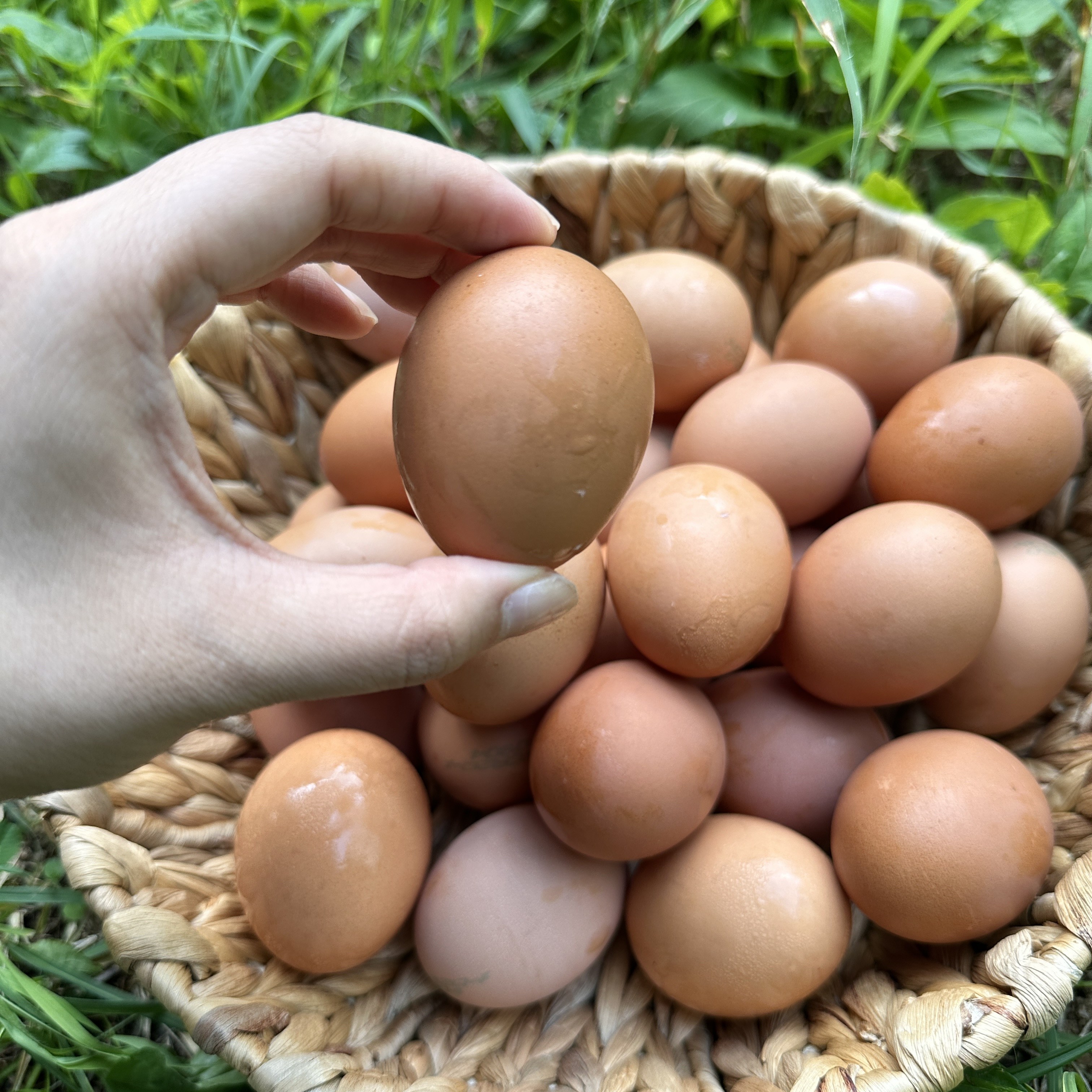 선한마켓 난각번호 1번 무항생제 유정란 자연방목 달걀 18,700원