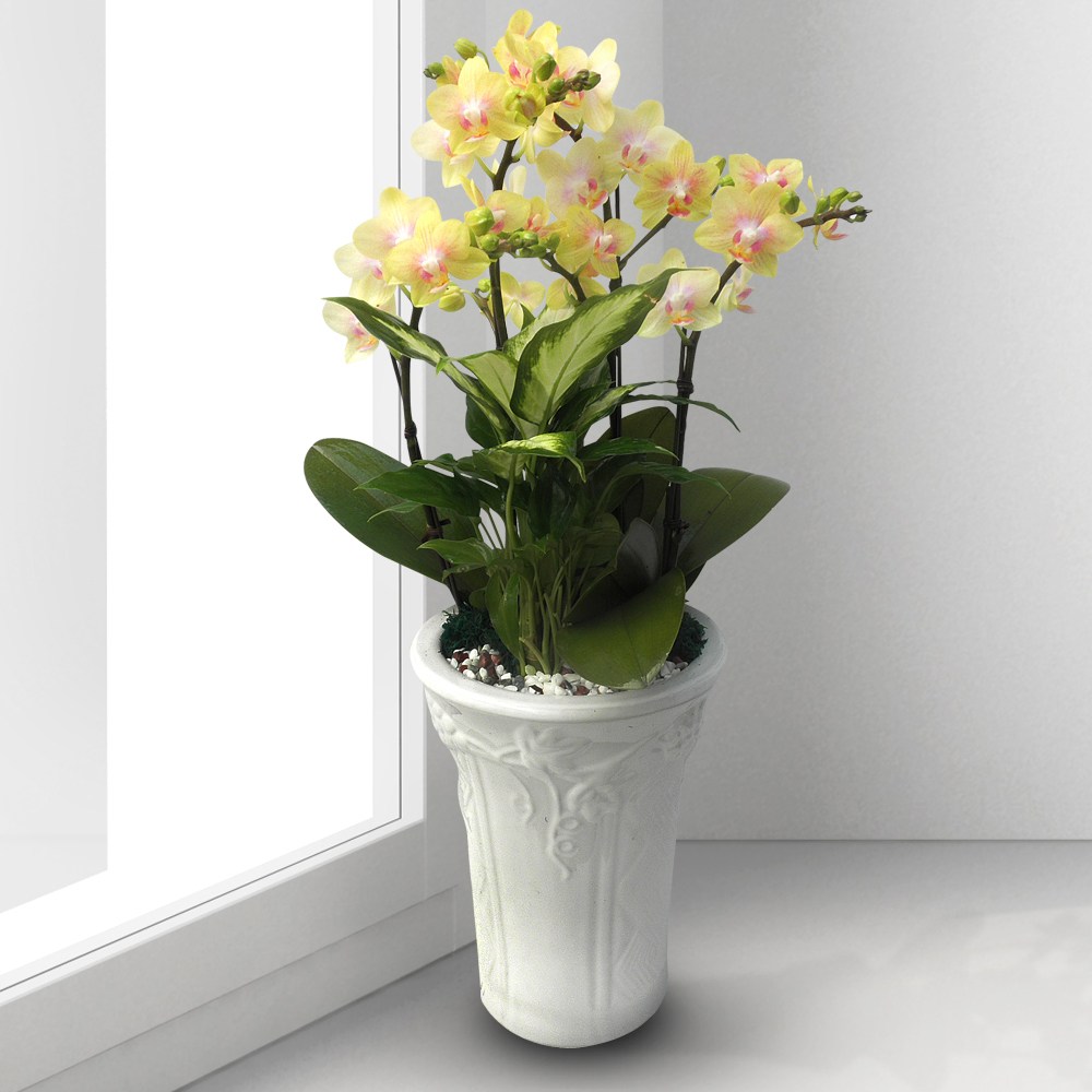 사구플라워 서양란 < 골드트리 h-0002 > 본사 정품 당일3시간배송 YTN 공식광고, 1개 84,900원