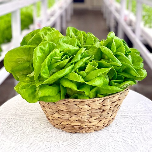 바른팜 무농약 버터헤드 수경재배 샐러드채소 쌈채소 대용량, 1박스, 1kg 7,300원