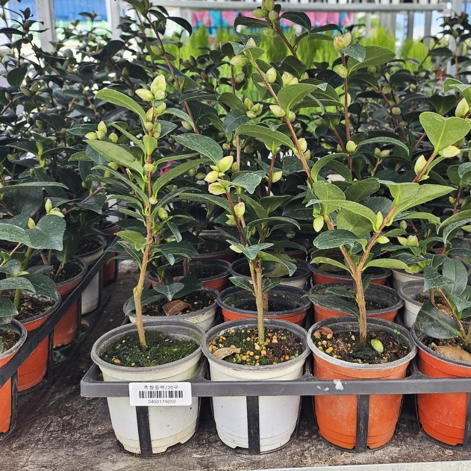 1+1 2개발송 서향동백 흑향동백 소품 반려식물 야생화 노지월동 동백 에이피플랜츠 16,390원